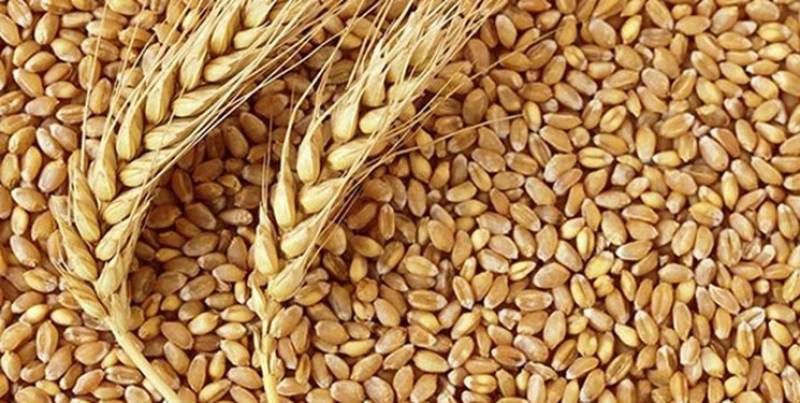 پرداخت 98 درصد مطالبات گندم‌کاران کرمانی